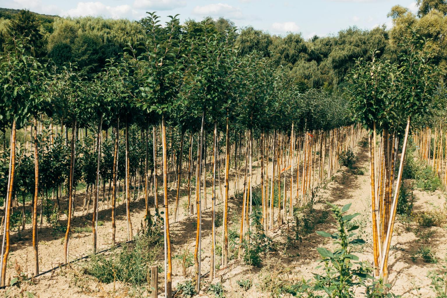 Tree Biofeild Pillars of Global Bioeconomy in a Changing Climate - MENA-Forum